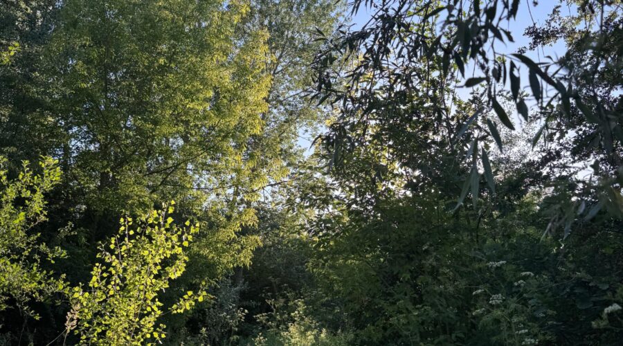 Imagen de WhatsApp 2025-07-02 a las 20.09.55_13bdc61d